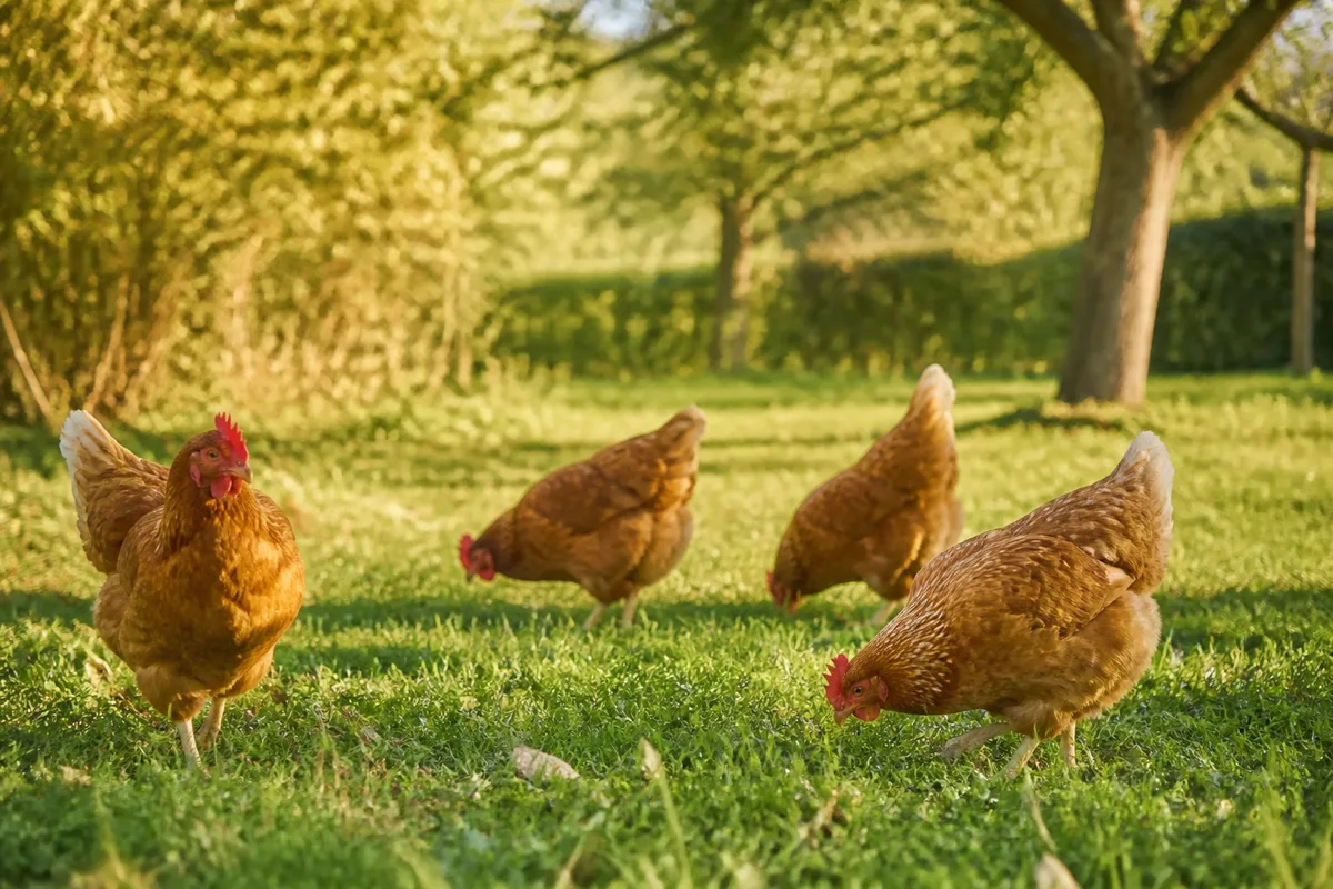 Poulets fermiers au plumage roux picorant sur un parcours herbeux bordé de haies en fin d&rsquo;après-midi