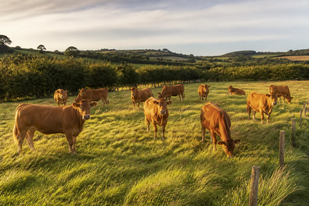 Viande sans antibiotique : ce que la mention garantit